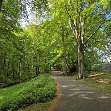 The forest way. Path. Stock Photos