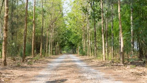 Forest way Stock Photos