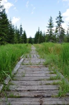 Forest way Stock Photos