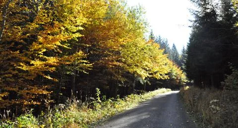 Forest way Stock Photos