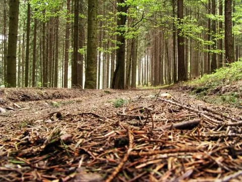 Forest way Stock Photos
