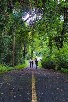 Forest way Stock Photos