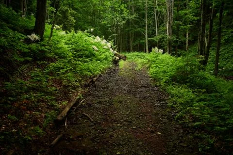 Forest way Stock Photos