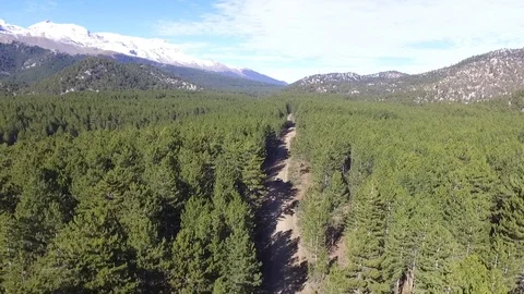 Forest way trees and sky,TURKEY Stock Footage 108592085