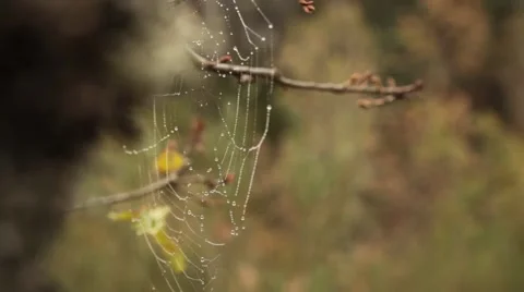 Forest web closeup Stock Footage 60793934