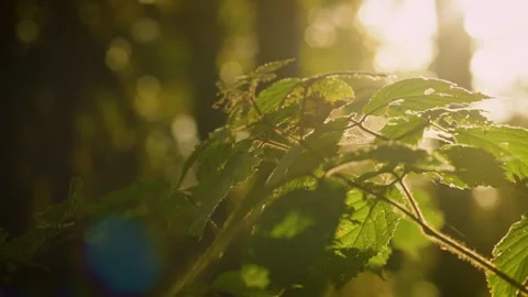 Forest web Vídeos de archivo 143470664