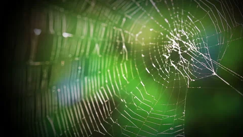 Forest web spider 스톡 동영상 106457158