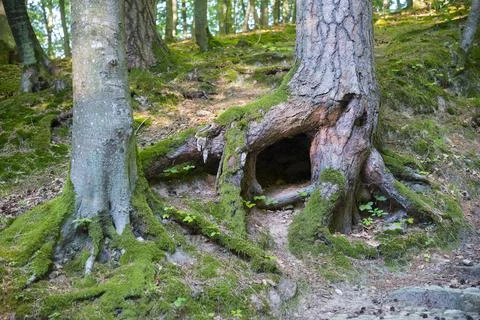 Forest in Wejherowo Stock Photos
