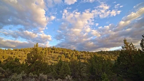 Forest of western juniper trees at sunset South Steens Mountain near Malheur Stock Footage 81693940