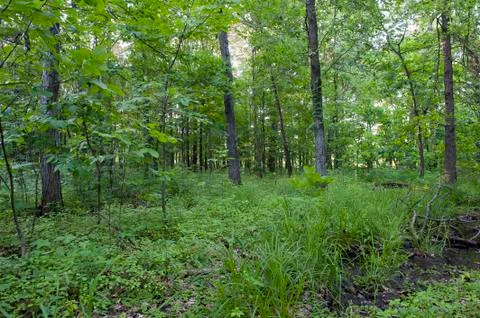 Forest wetlands Stock Photos