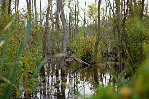 Forest wetlands Stock-Fotos
