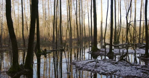 Forest wetlands in the rays of the sun, 4K Stock Footage 170585196