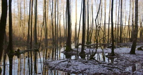 Forest wetlands in the rays of the sun, 4K Stock Footage 170585307