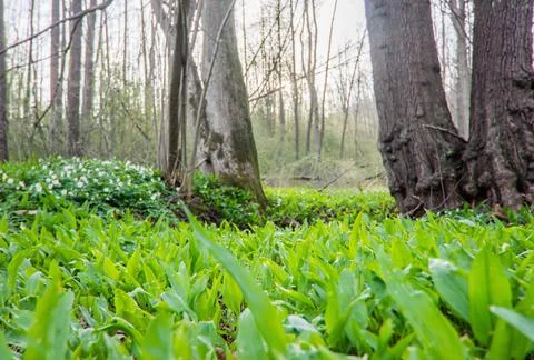 Forest where bear garlic grows known as wild garlic or allium ursinum, medicinal Stock Photos