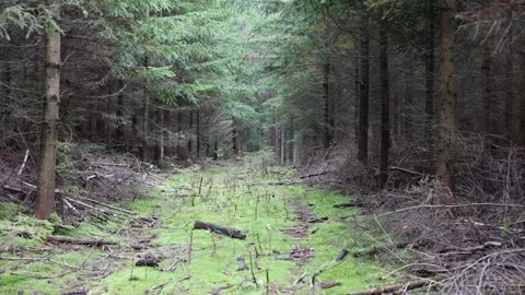 A forest where no man has ever set foot Stock Footage 287933184