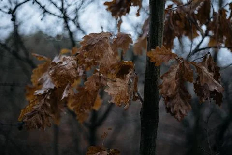 Forest where silence whispers secrets untold Stock Photos