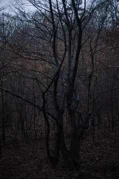 Forest where silence whispers secrets untold Stock Photos