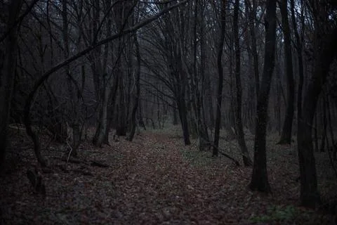 Forest where silence whispers secrets untold Stock Photos