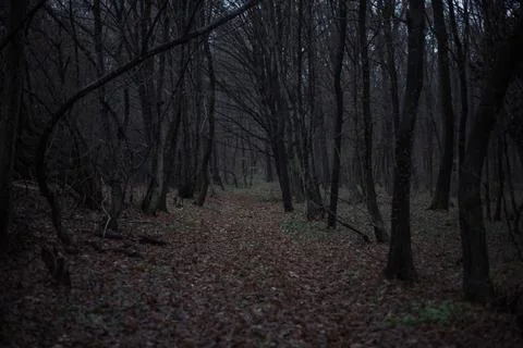 Forest where silence whispers secrets untold Stock Photos