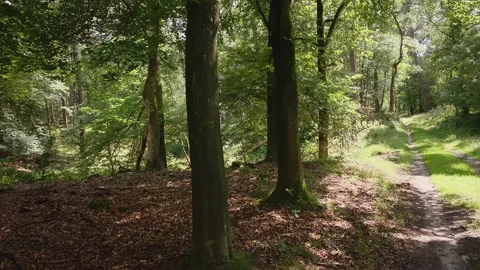 Forest where the sun shines through the leaves. Stock Footage 219430301