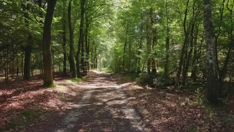 Forest where the sun shines through the leaves. Nice trail. Stock-Footage 219457623