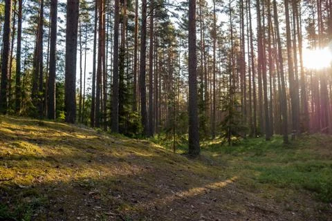 Forest where sun's rays pass through the trees. Stock Photos