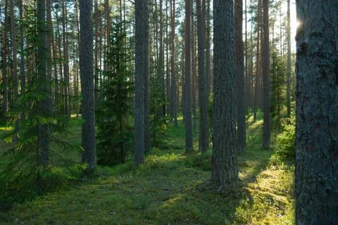 Forest where sun's rays pass through the trees. Stock Photos