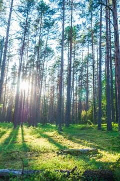 Forest where sun's rays pass through the trees. Stock Photos
