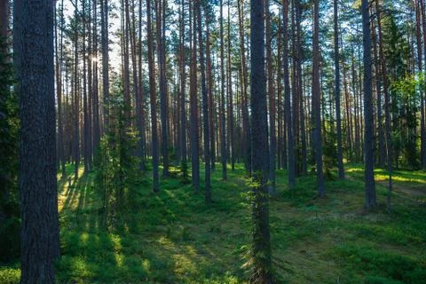 Forest where sun's rays pass through the trees. Stock Photos