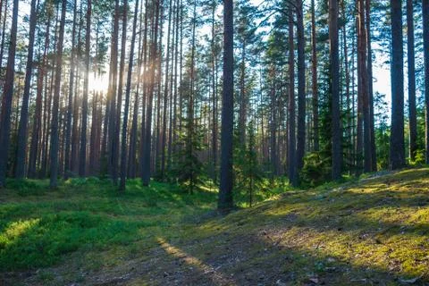 Forest where sun's rays pass through the trees. Stock Photos