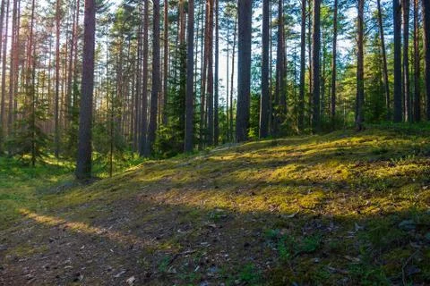 Forest where sun's rays pass through the trees. Foto stock