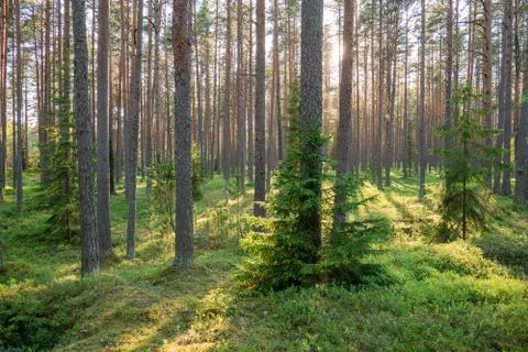 Forest where sun's rays pass through the trees. Stock Photos