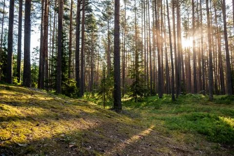 Forest where sun's rays pass through the trees. Stock Photos