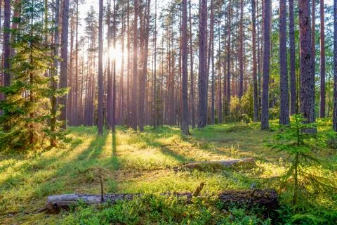 Forest where sun's rays pass through the trees. Stock Photos