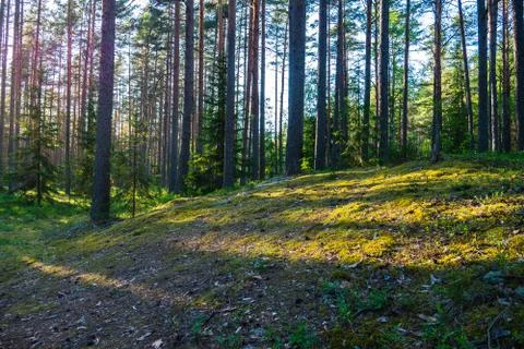 Forest where sun's rays pass through the trees. Stock Photos