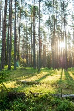 Forest where sun's rays pass through the trees. Stock Photos