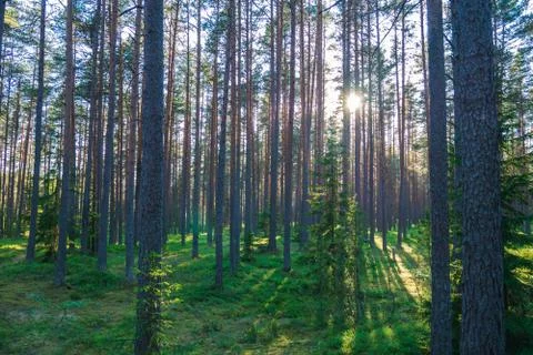Forest where sun's rays pass through the trees. 스톡 사진
