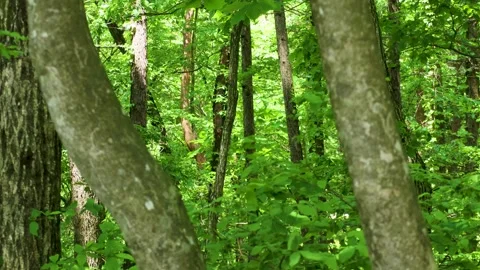 The forest where the wind blows Stock Footage 242760376