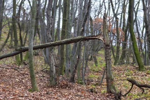 A forest in which there is a broken tree. Stock Photos