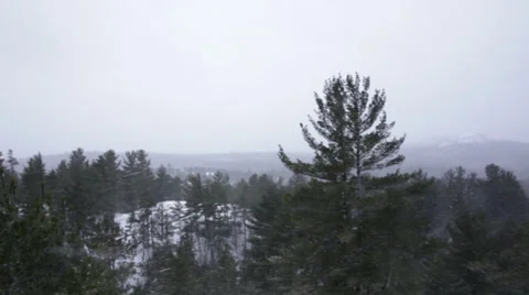 Forest while it's snowing Stock Footage 37231998
