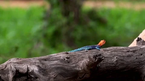 Forest whiptail lizard (Kentropyx pelvic eps) blinking its eye in slow motion Stock Footage 168888554
