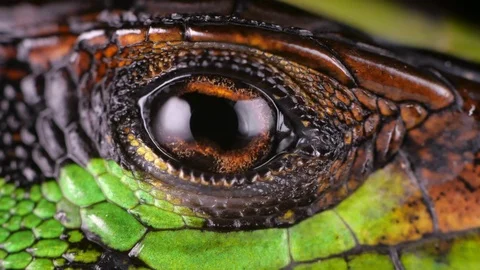 Forest Whiptail Lizard (Kentropyx pelviceps)  Stock Footage 100235883