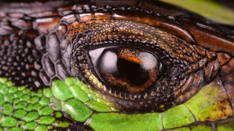Forest Whiptail Lizard (Kentropyx pelviceps) blinking eye Stock Footage 100481420