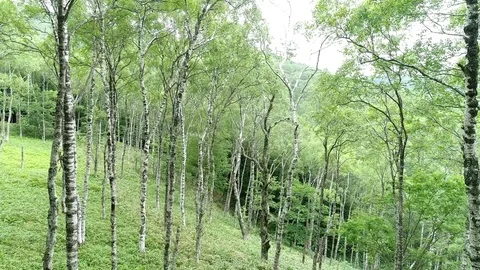 The forest of the white birch Stockbeeldmateriaal 80509495