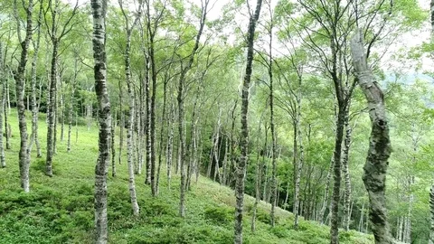 The forest of the white birch Stockbeeldmateriaal 82733569