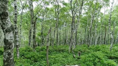 The forest of the white birch Stockbeeldmateriaal 82733575
