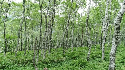 The forest of the white birch Stock Footage 82733578