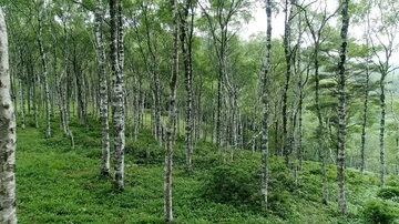 The forest of the white birch Stock Footage 86102736