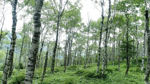 The forest of the white birch Vídeo Stock 86102750