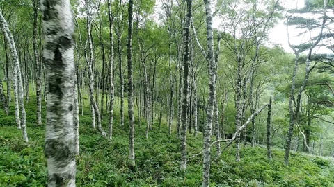 The forest of the white birch Stock Footage 86310398